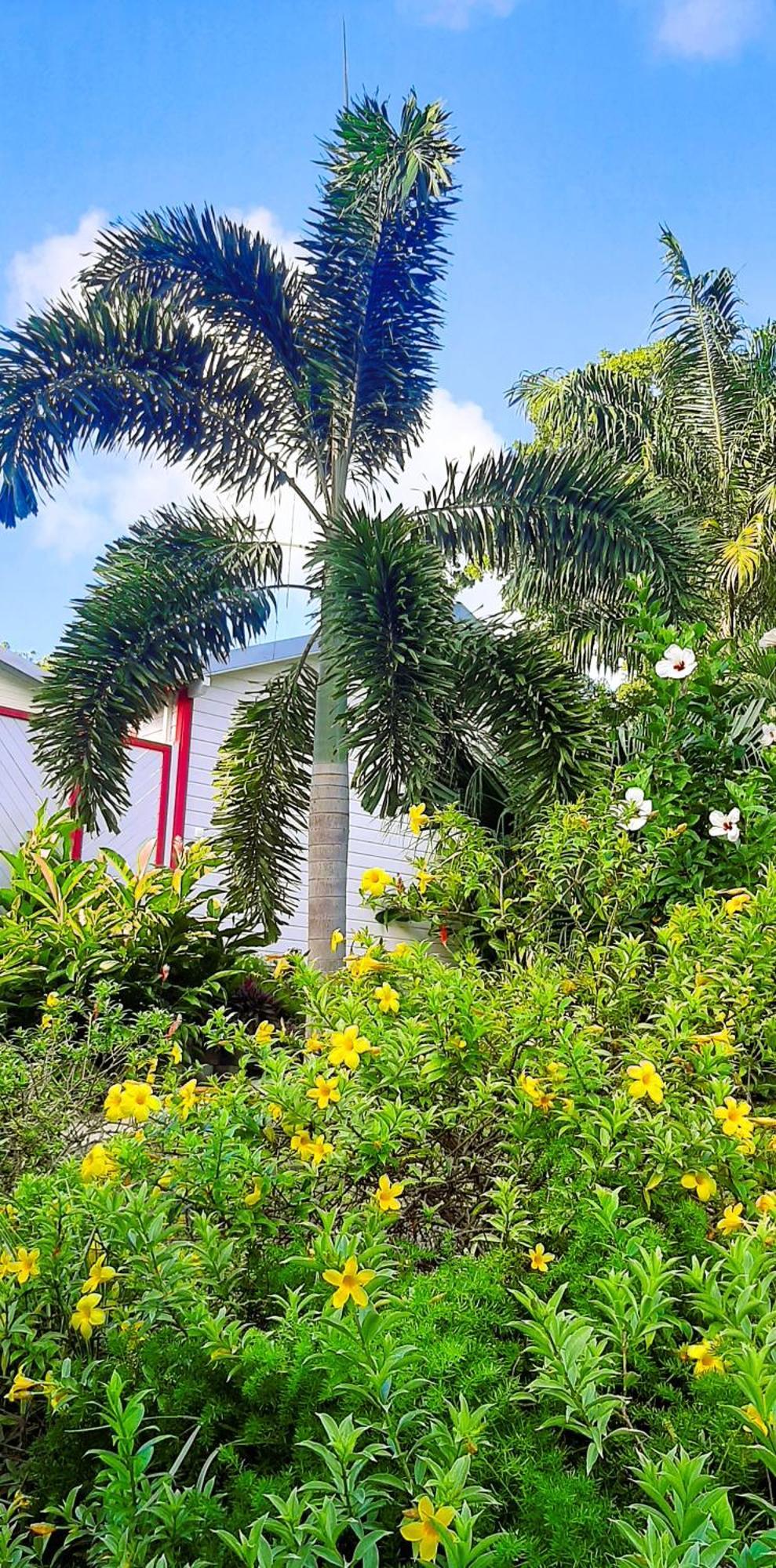 Caraibes Cottage Grenat Piscine Privee 900M De Grande Anse Deshaies Ngoại thất bức ảnh